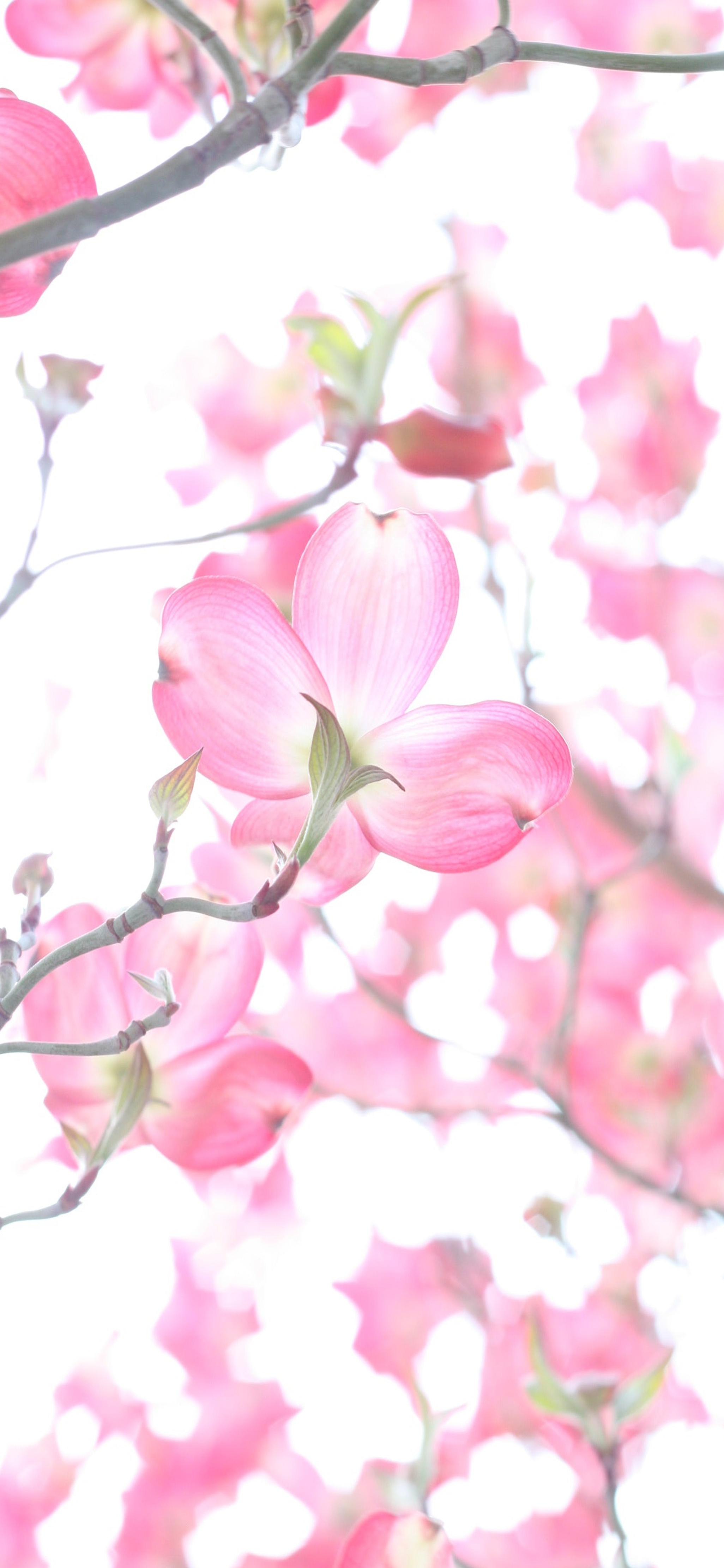 桃花运,为什么把爱情称为桃花运?"