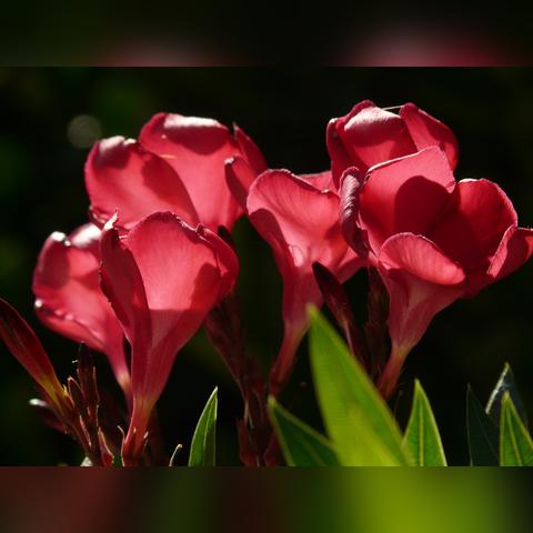 生肖运势11月13日狗(11月13日生肖运势早知道)