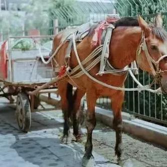 生肖马运势吉凶图解女(马生肖2022运势完整版)