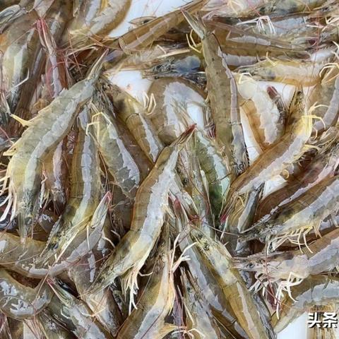 南通市哪里有卖鲈鱼苗的