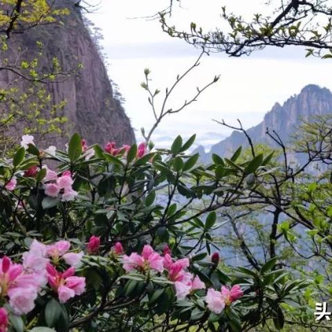 安徽省省花是什么啊？