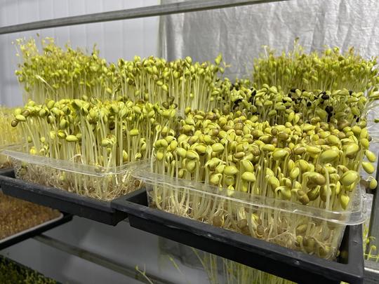 芽苗菜创业真的这么简单吗？就是很简单