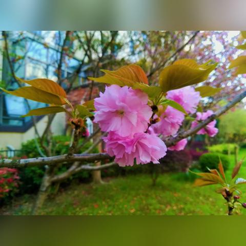无锡市樱花卡通怎么样