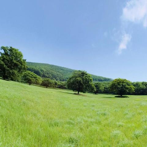 风草低见牛羊意思是什么