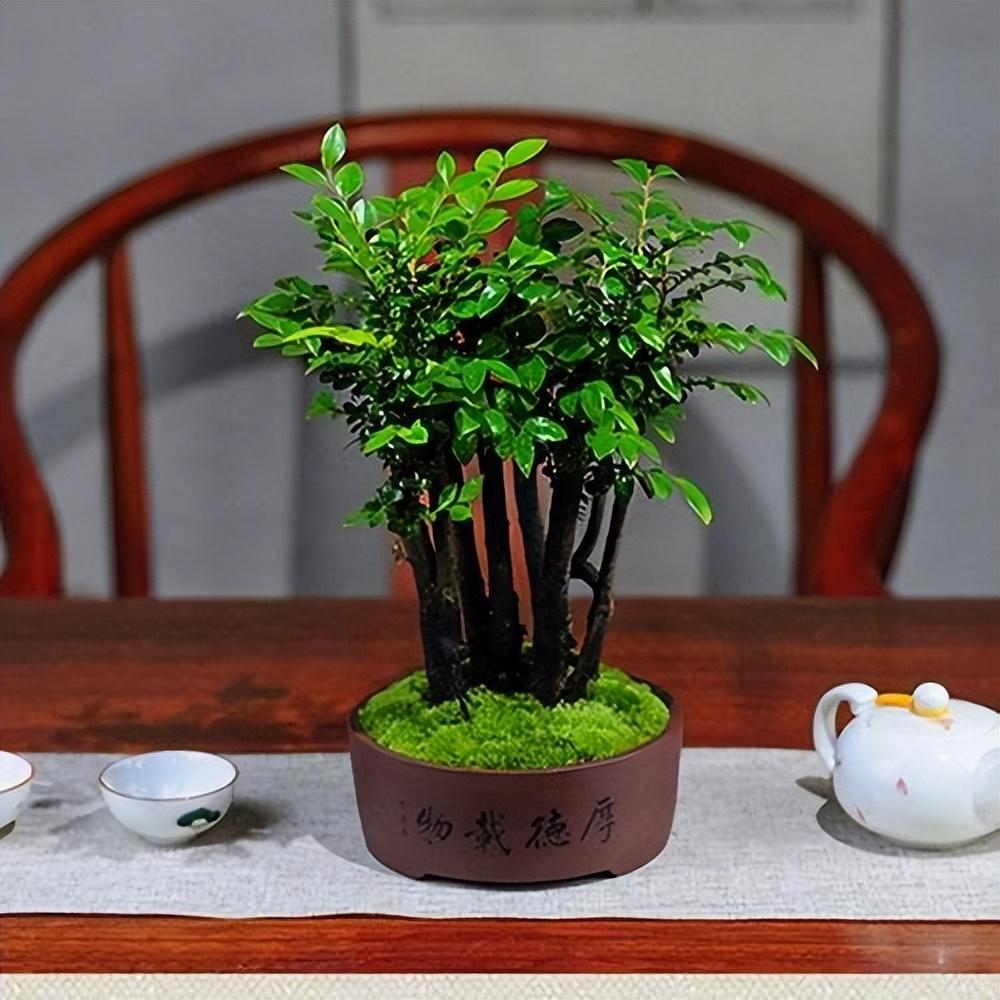 盆景大师讲小叶紫檀