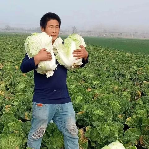 河南北部种什么蔬菜最好