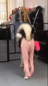  搞笑女孩拉屎大便动态表情包
