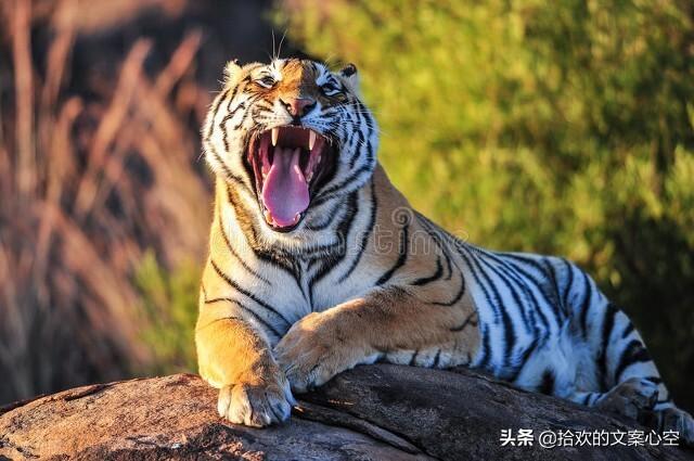 起名虎宝宝姓谢怎么起名(你最喜欢哪首胸怀宽广)