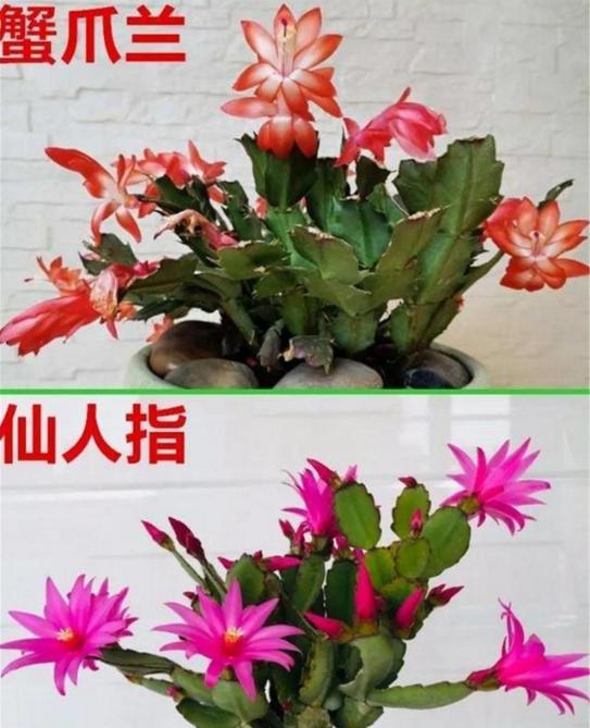 仙人指花卉,仙人掌开花是什么样的?