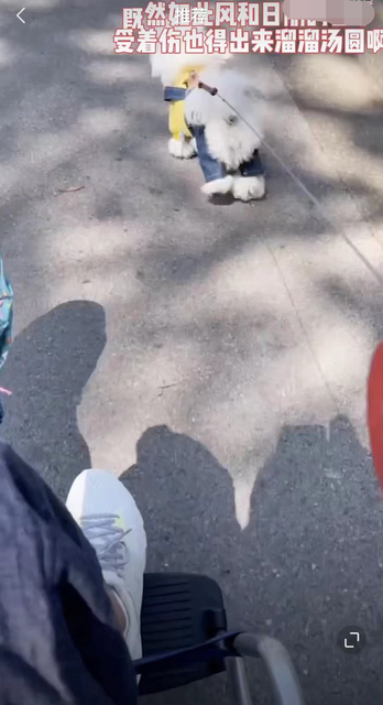 疫情期间可以在小区遛狗吗