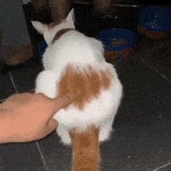 绝育母猫长沙相关长尾关键词有哪些