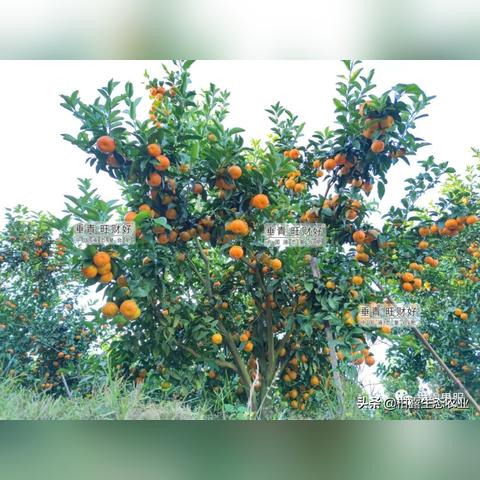 1966年桂林柑橘相关长尾关键词有哪些