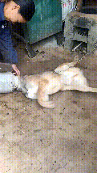 老牛吃嫩草的表情包搞笑gif