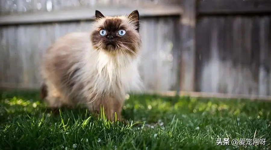 喜马拉雅如何提高推荐量 喜马拉雅推荐策略优化