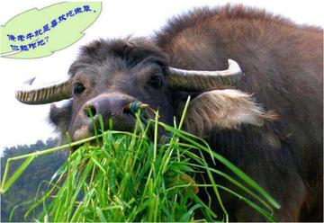 老牛吃嫩草的表情包搞笑gif