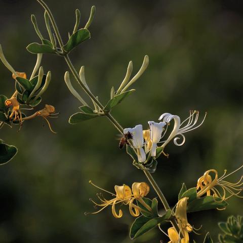 桂林田园晨曲视频播放相关长尾关键词有哪些