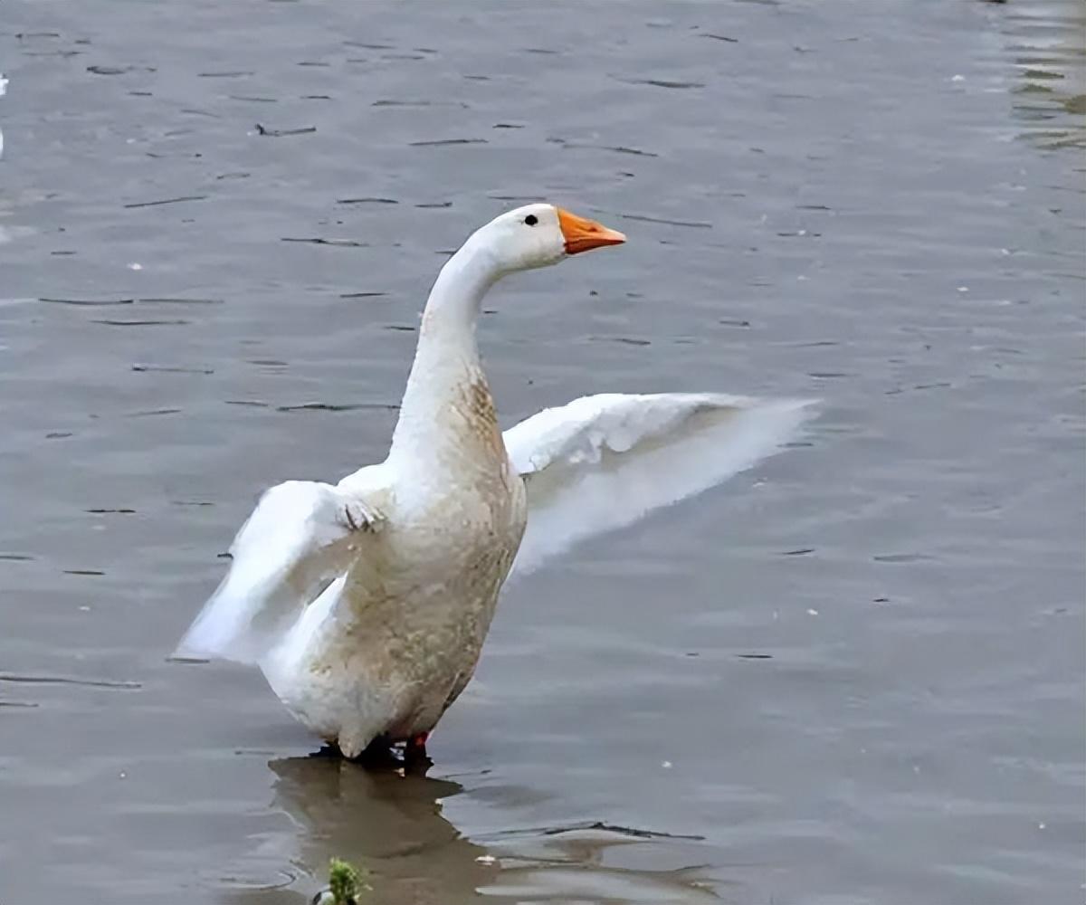 工程爆破论文检测怎么看何冰说的后浪
