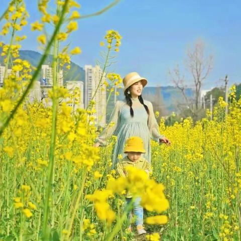 温州市哪里看油菜花