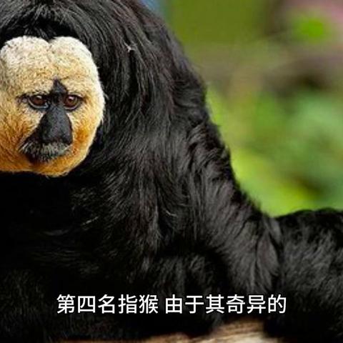 蒙古王 电影的长尾关键词有什么