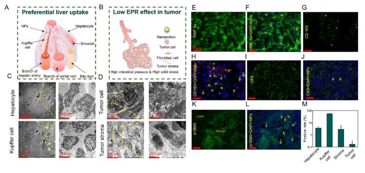 红外技术MBA论文天文学家新发现的神秘射电圆盘有何特点