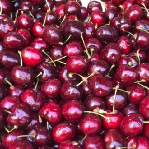 上海农民种植基地有哪些