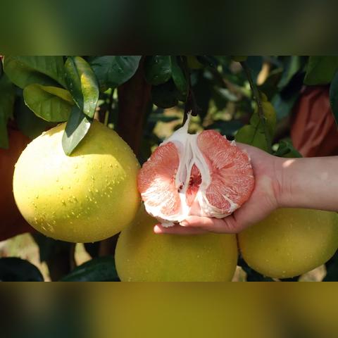 福建断裂带的相关长尾关键词有哪些