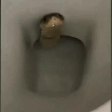 生肖蛇几月份桃花运势(属蛇人2021年几月有桃花)