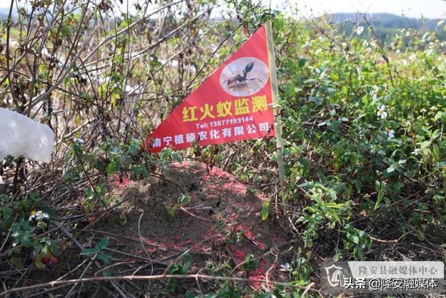 被红火蚁咬伤该如何处理