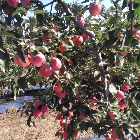 沈阳到西丰客车时间表相关长尾关键词有哪些