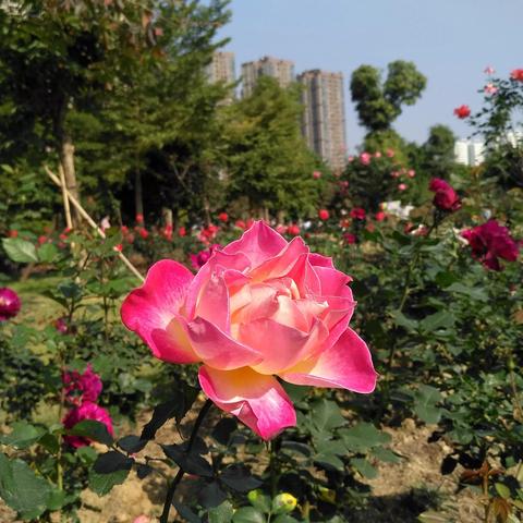 南宁为什么获得花园城市第一？