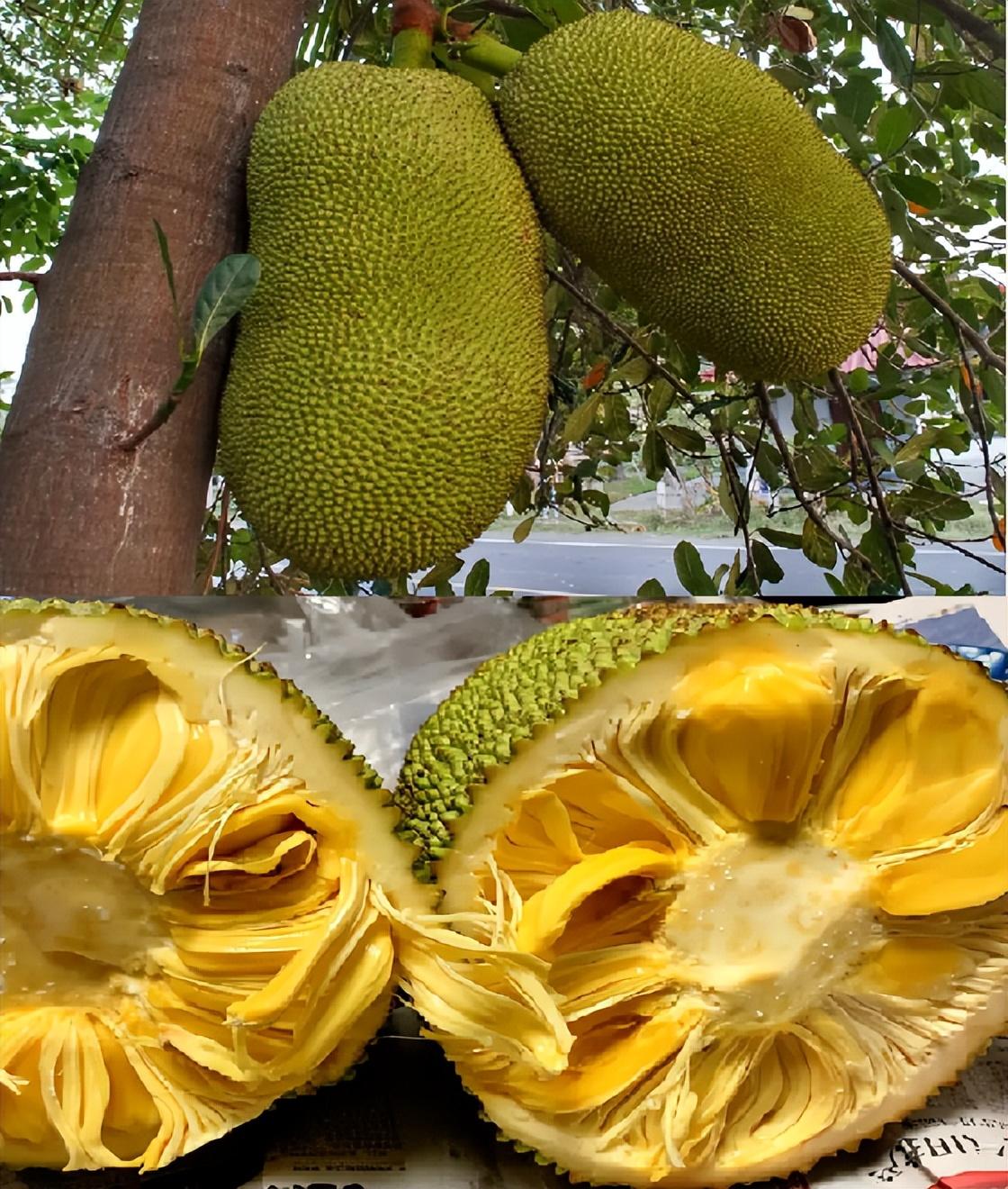 香蕉能做成什么美食（芒果和香蕉可以一起吃吗）