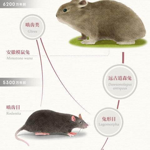 大兔兔网站的长尾关键词有哪些 大兔兔网站的长尾关键词有哪些