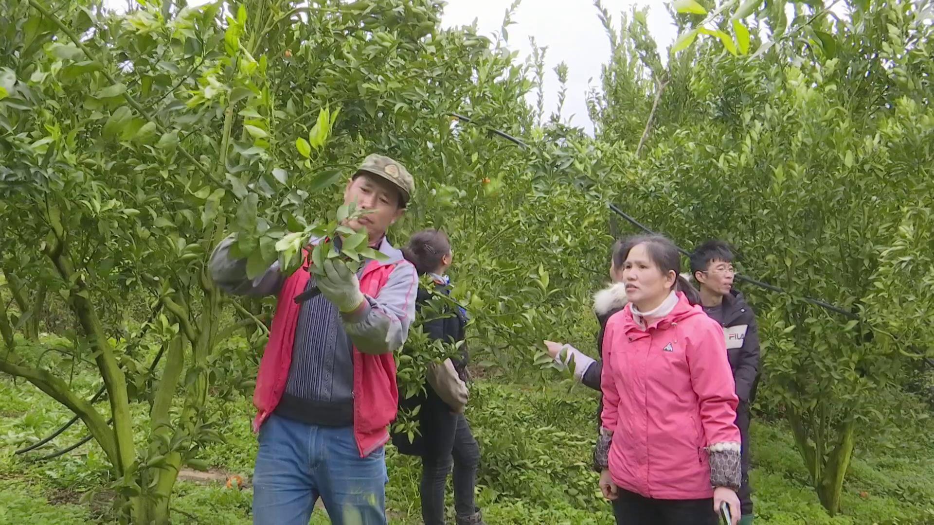 柑橘春季修剪與病蟲(chóng)害_橘子樹(shù)修剪手藝唐教師