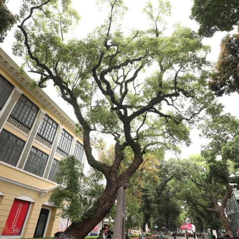 广州市沙面什么时间点