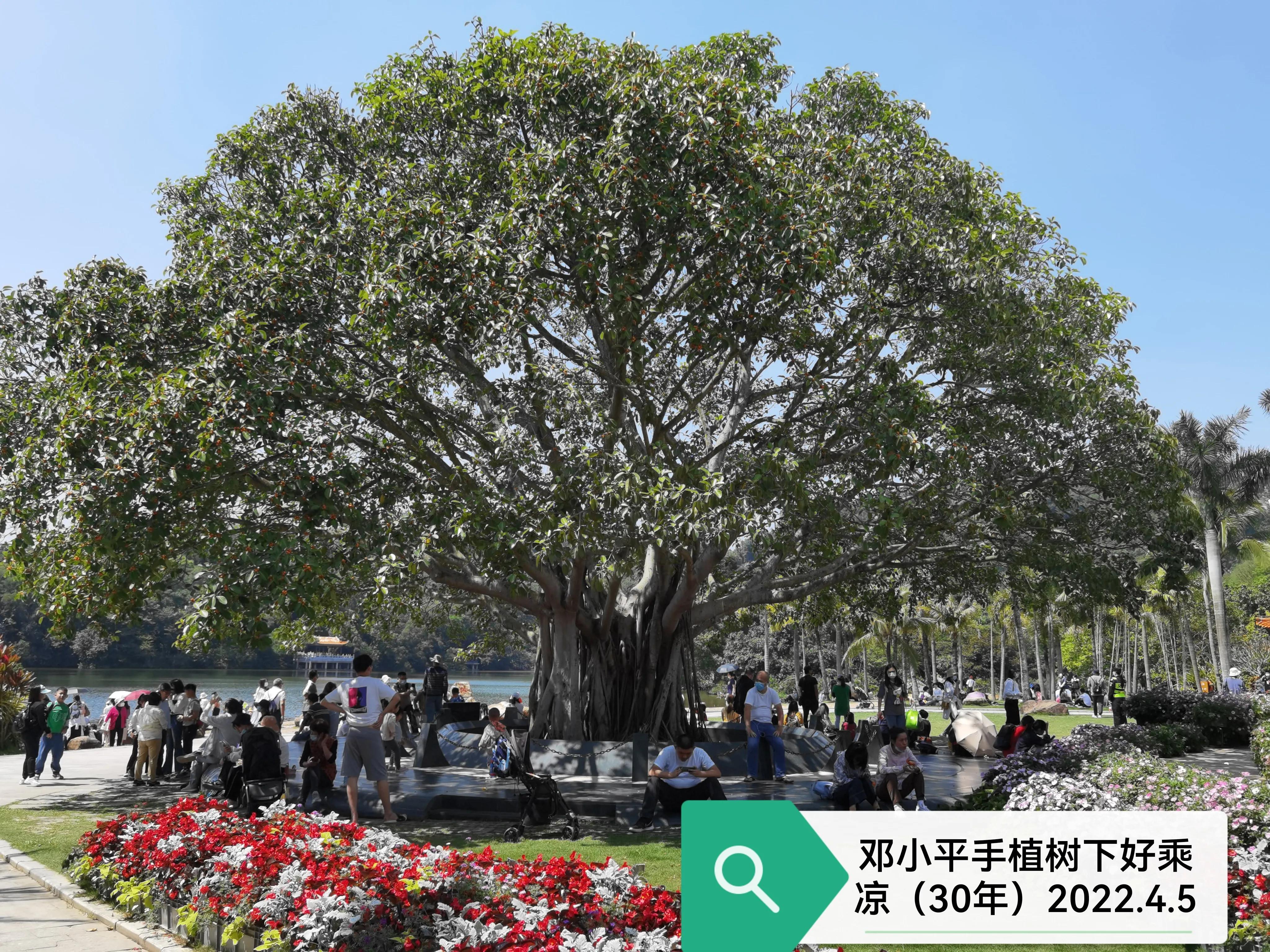 榕树开花的图片,大叶榕开花吗?"