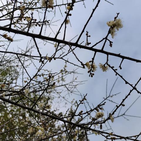 深圳的天气和武汉的天气相比怎么样？``？