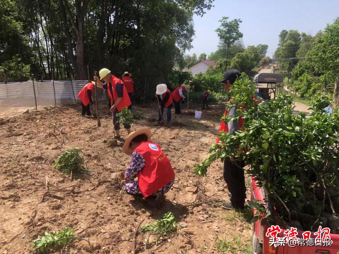 柑橘天井種植手藝要點(diǎn)和留意_桔子樹(shù)合適種在院子的后面嗎