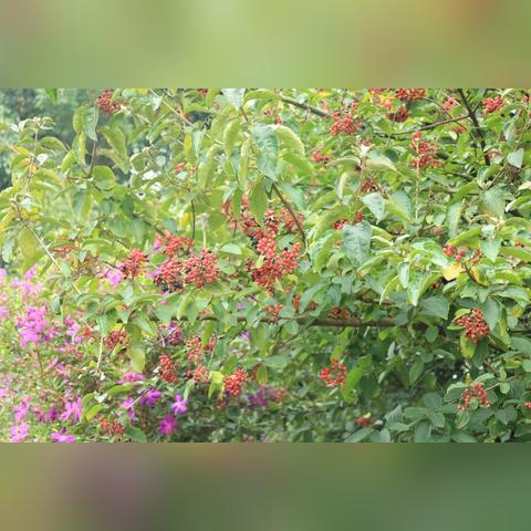 成都市室内花草怎么养护