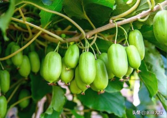 被热炒多年，一斤几百元，市场上却很少见，难道又是个种植骗局？