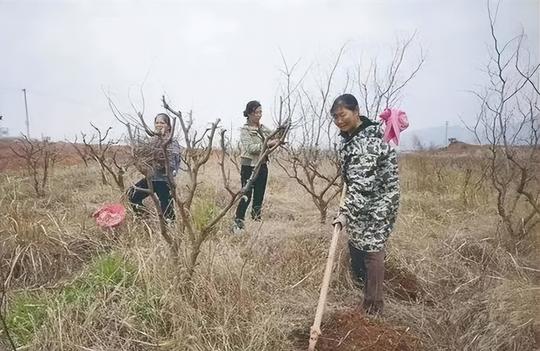 闺蜜情比枣甜！株洲三个娭毑组团包百亩荒地创业7年：会一直乘风破浪地干下去