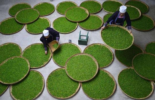 乡村振兴之冷门专业：茶树栽培与茶叶加工
