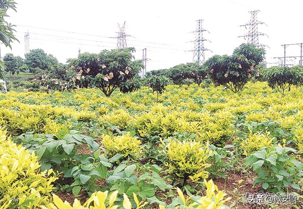 给水排水文献综述的格式西安建筑科技大学给排水专业怎么样