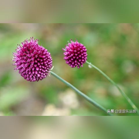 双子女生肖运势如何查询(双子女一生财运)