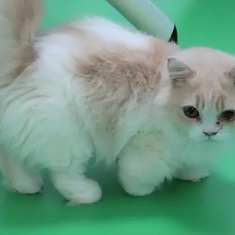 沈阳菲尼斯怎么样相关长尾关键词有哪些