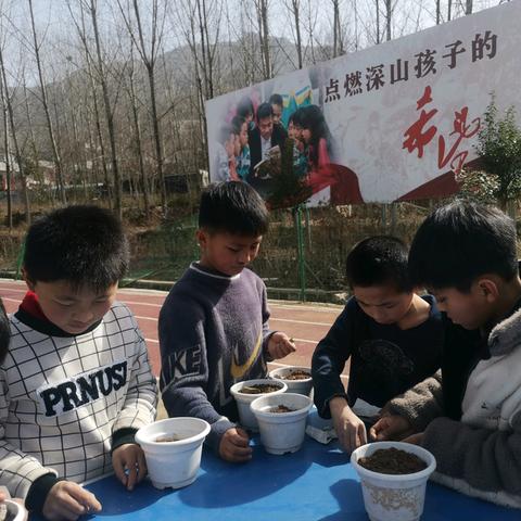 河南适合种什么花