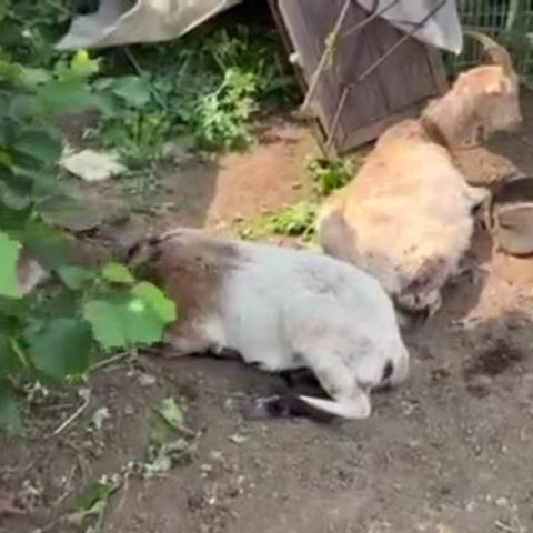 沈阳撸羊毛相关长尾关键词有哪些