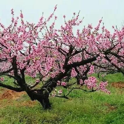 重庆广积粮怎么样