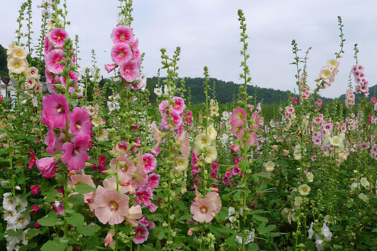 蜀葵盆栽,东北花卉种植方法?