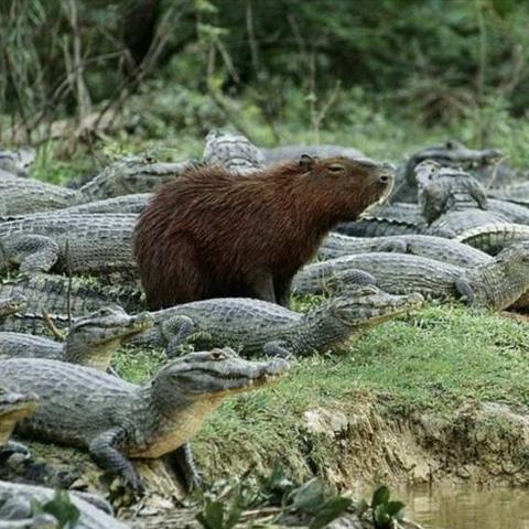 广东佛山市鳄鱼酒店地址的长尾关键词有哪些