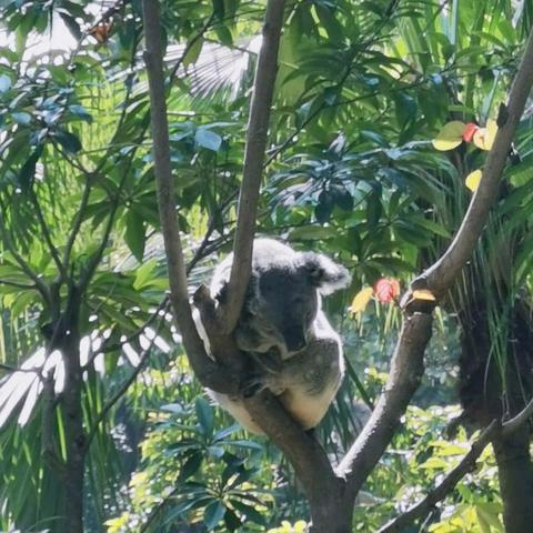 广州东站到长隆野生动物园相关长尾关键词有哪些